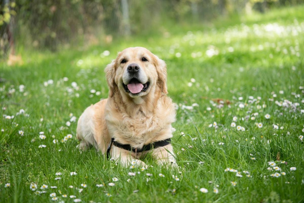 Hazelbrook Dog Fields